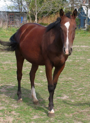 Mia, an adoptable Quarterhorse & Grade Mix in Cedar Rapids, IA_image-2