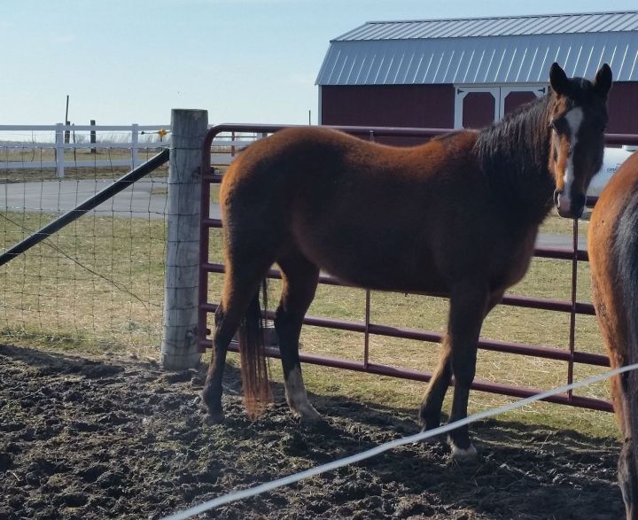 Mia, an adoptable Quarterhorse & Grade Mix in Cedar Rapids, IA_image-5