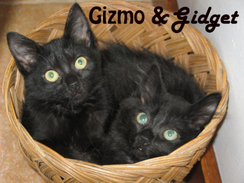 Gizmo & Gidget 1