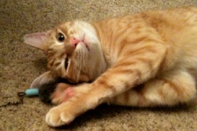 Columbus, an adoptable Tabby, Tiger in Lancaster, PA, 17601 | Photo Image 1