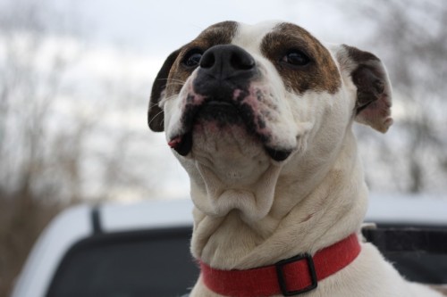 Canolli, an adopted American Bulldog Mix in Jarrettsville, MD_image-2