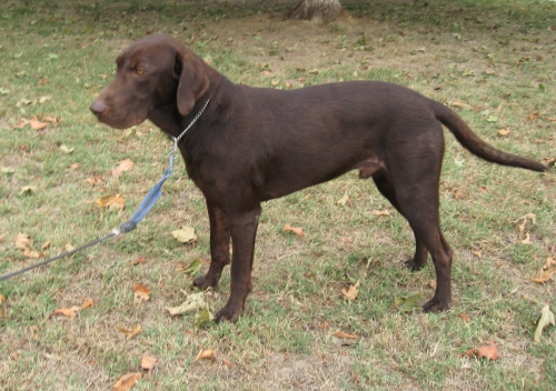 Coco Jack 2