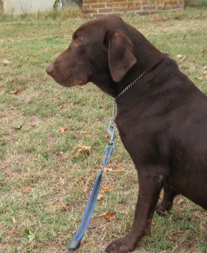 Coco Jack 3