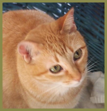 Adopted Sunny Pretty Cat With Expressive Eyes Adopt Or Foster detail page