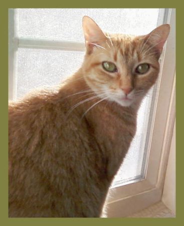 Adopted*! - Sunny - Pretty Cat with Expressive Eyes! - Adopt or Foster! 2