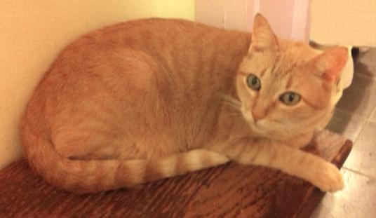 Adopted*! - Sunny - Pretty Cat with Expressive Eyes! - Adopt or Foster! 3