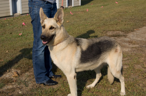 Inca, an adopted German Shepherd Dog in Westport, CT_image-1