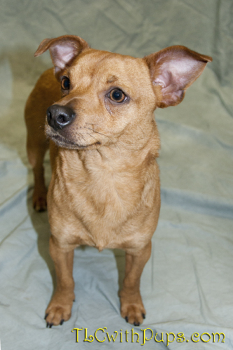 Mikey, an adoptable Dachshund in Colton, CA, 92324 | Photo Image 1