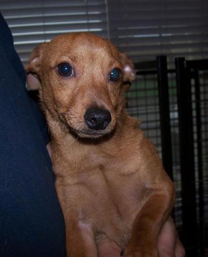 Mikey, an adoptable Dachshund in Colton, CA, 92324 | Photo Image 2