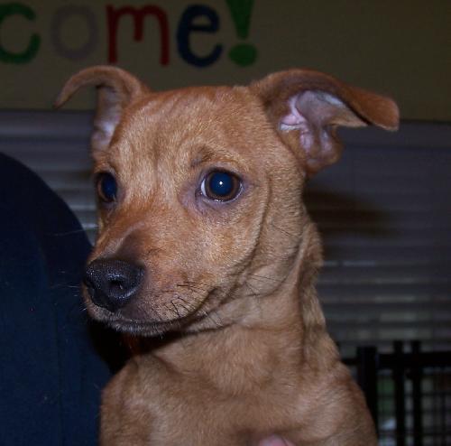 Maxillion, an adoptable Dachshund in Colton, CA, 92324 | Photo Image 2