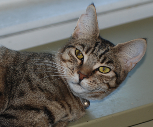 Princess, an adoptable Bengal & Tabby Mix in Westminster, MD_image-1