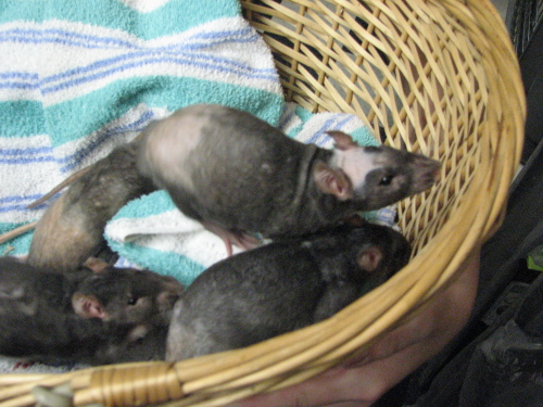 hairless patchwork 1