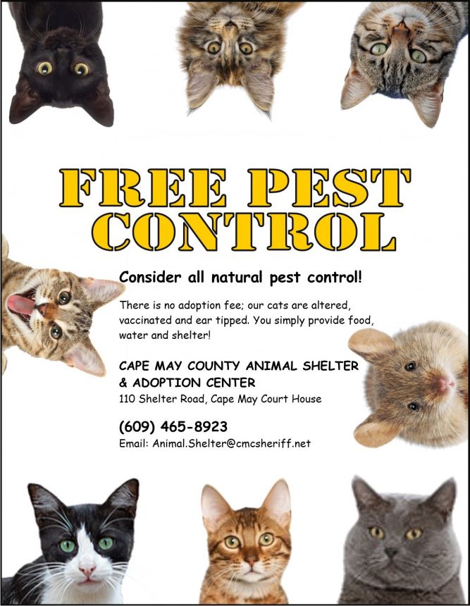 The Best Bait for Feral Cats (Humane Only!) – The Barn Cat Lady