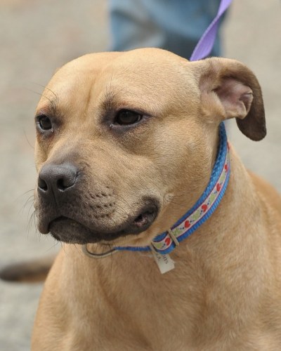 Lula-4/5/11, an adopted American Staffordshire Terrier Mix in Lambertville, NJ_image-1