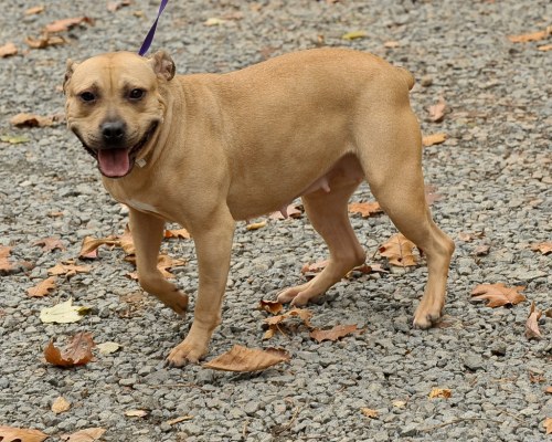 Lula-4/5/11, an adopted American Staffordshire Terrier Mix in Lambertville, NJ_image-3