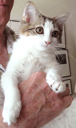 Ali, an adopted Ragdoll & Domestic Long Hair Mix in Nashville, TN_image-2