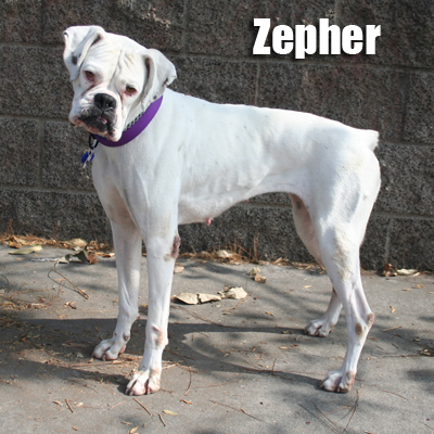 Zephyr 2