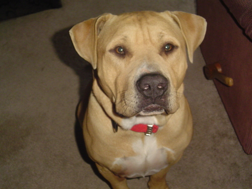 Tank, an adopted American Staffordshire Terrier Mix in Dallas, TX_image-1