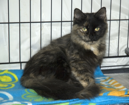 Chance, an adopted Tortoiseshell & Domestic Medium Hair Mix in Wilton, CT_image-2