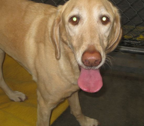 Bailey SF, an adopted Labrador Retriever & Yellow Labrador Retriever Mix in Manteca, CA_image-1