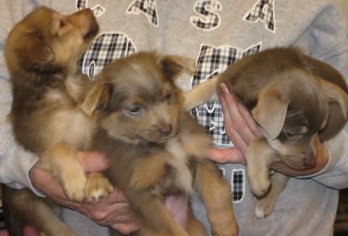Pomeranian Puppies 1