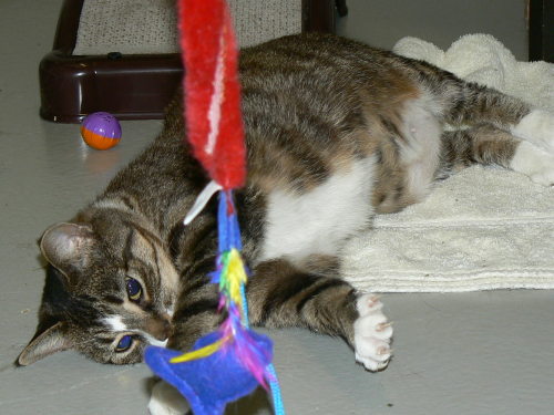 Billie *Urgent and VERY Playful*