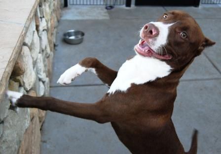 GINGER, an adoptable Pit Bull Terrier in Sacramento, CA, 95827 | Photo Image 2