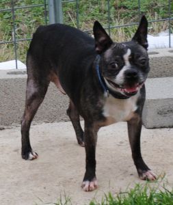 Orange Tic Tac, an adoptable Boston Terrier in Gainesville, TX, 76240 | Photo Image 2