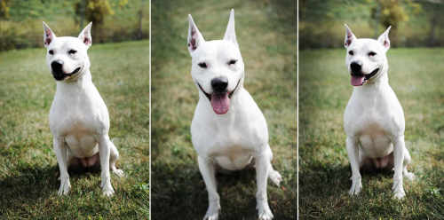 Jasmine, an adoptable Bull Terrier & Pit Bull Terrier Mix in Dyer, IN_image-1