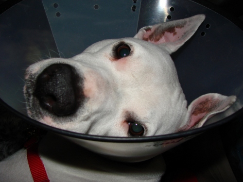 Jasmine, an adoptable Bull Terrier, Pit Bull Terrier in Dyer, IN, 46311 | Photo Image 2