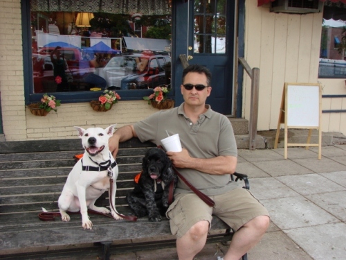 Jasmine, an adoptable Bull Terrier, Pit Bull Terrier in Dyer, IN, 46311 | Photo Image 3
