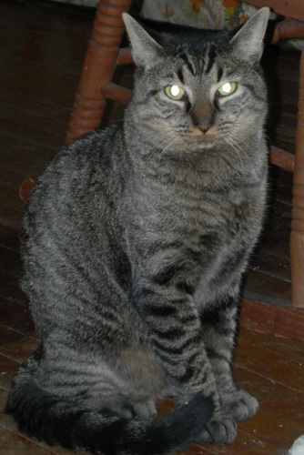 George, an adoptable Tabby in Dyer, IN, 46311 | Photo Image 2