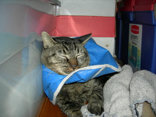 George, an adoptable Tabby Mix in Dyer, IN_image-2