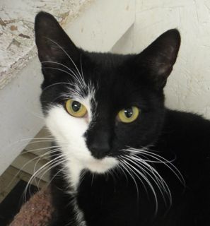 Amelia, an adoptable Domestic Short Hair, Tuxedo in Lake George, NY, 12845 | Photo Image 1