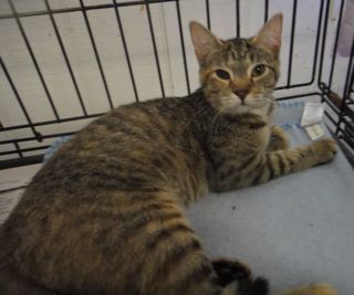 Sweet Pea, an adoptable Tabby in Lake George, NY, 12845 | Photo Image 1