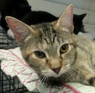 Sweet Pea, an adoptable Tabby in Lake George, NY, 12845 | Photo Image 3