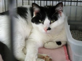 Spot, an adoptable Domestic Short Hair in Lake George, NY, 12845 | Photo Image 1