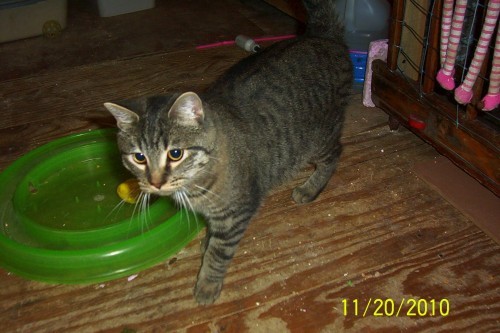 FATIMA, an adoptable Tabby in Nepean, ON, K2J 0P9 | Photo Image 1