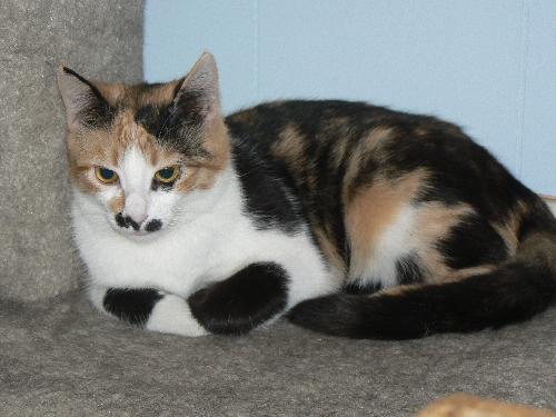 Domestic medium hair hot sale calico