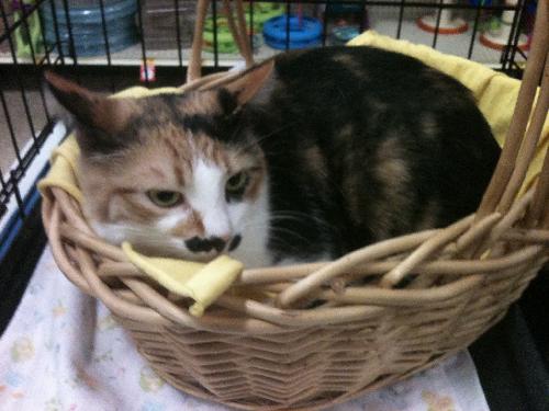 Sabrina - UPDATED!, an adoptable Calico, Domestic Medium Hair in Lancaster, PA, 17601 | Photo Image 2