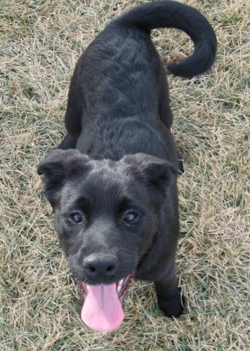 Zeus, an adopted Labrador Retriever Mix in Grant, NE_image-2