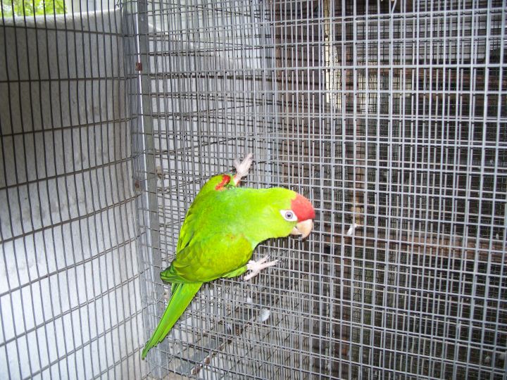 Buddy, an adoptable Conure in Windsor, SC_image-1