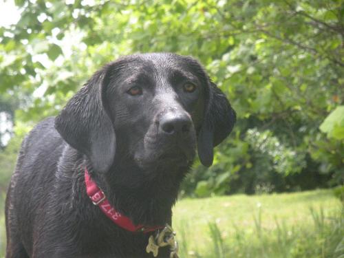 SuzieQ, an adopted Labrador Retriever in Indianapolis, IN_image-1