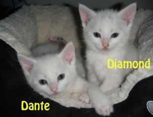 Dante&Diamond