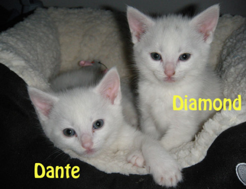 Dante Diamond detail page