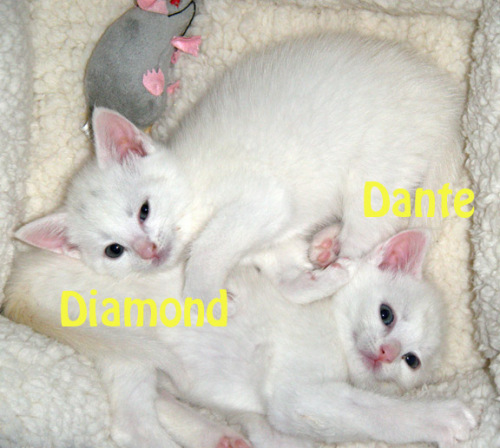 Dante&Diamond 2