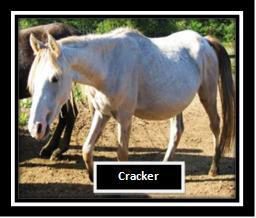 Cracker 1