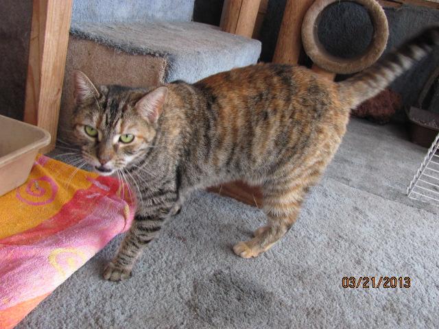 Tigress, an adopted Domestic Short Hair & Tabby Mix in Conway, SC_image-1