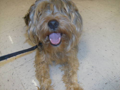ROCHA, an adopted Silky Terrier & Poodle Mix in Pittsburg, CA_image-1