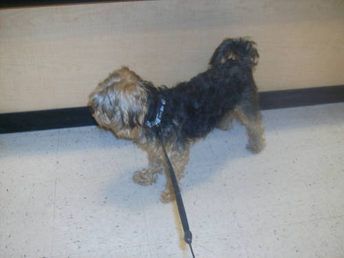 ROCHA, an adopted Silky Terrier & Poodle Mix in Pittsburg, CA_image-2